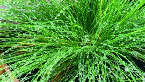 A multitude of small raindrops on thin green blades of grass. Stock Footage 318976005