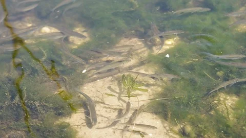 Multitude of small young fish swimming near lake shore. Green algae in water Stock Footage 111967166