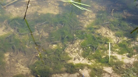 Multitude of small young fish swimming near lake shore. Green algae in water Stock Footage 111967199