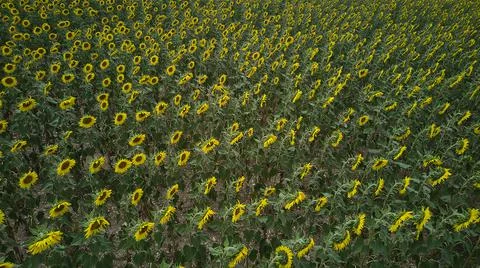 A multitude of sunflowers grouped in a field. view from drone Stock Photos