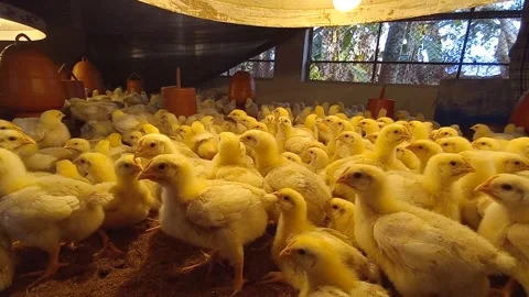 A multitude of tiny broiler chickens thriving in the bustling poultry farm 動画素材 300454602