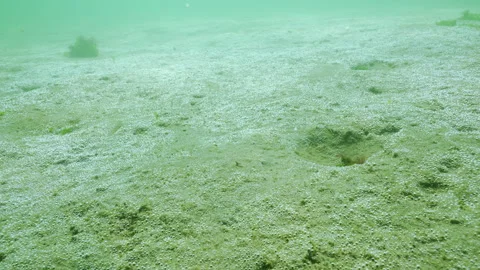 Multitude of tiny oxygen bubbles, silvering in sunshine, produced by big colony Stock Footage 329195578