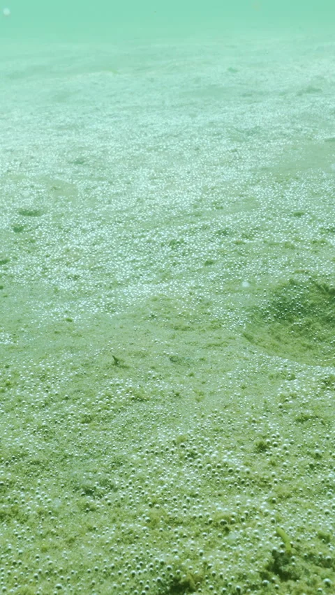 Multitude of tiny oxygen bubbles, silvering in sunshine, produced by big colony Stock Footage 331608589