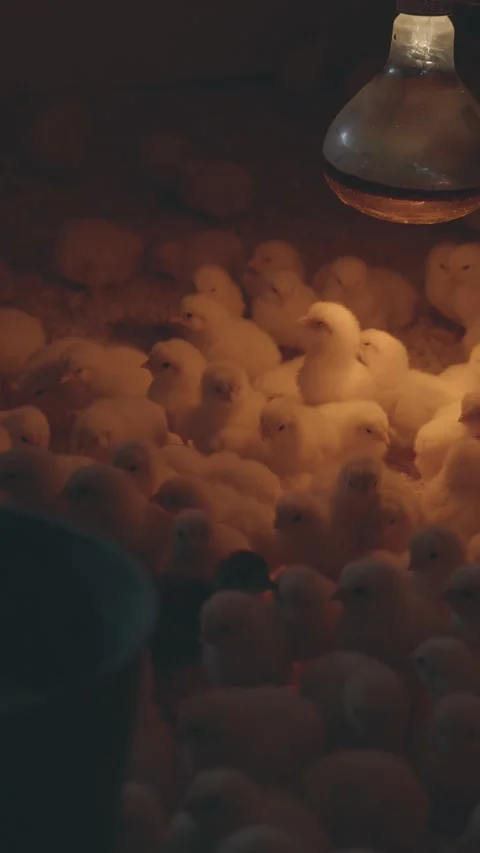 A multitude of tiny yellow chicks huddle together Stock Footage 317946809