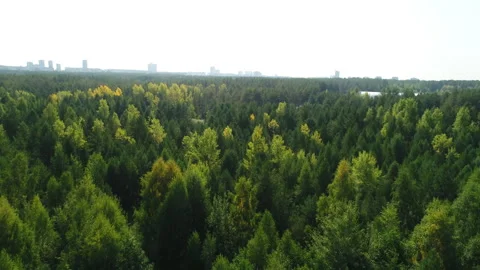 Multitude of tree crowns against clear sky on sunny day Stock Footage 273019005