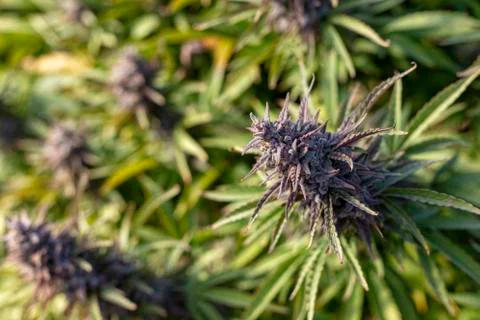 Multitudes of purple buds Stock Photos