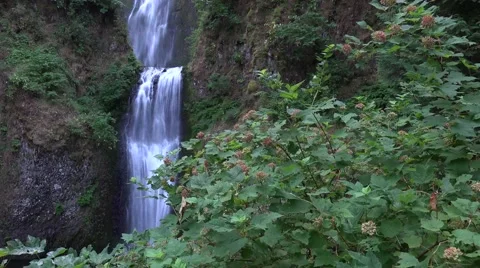 Multnomah Falls, Oregon from a distance with wind blowing and green trees Stock Footage 52675550