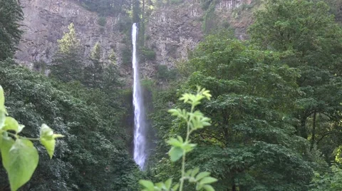 Multnomah Falls, Oregon from a distance with wind blowing and green trees Stock Footage 52675672