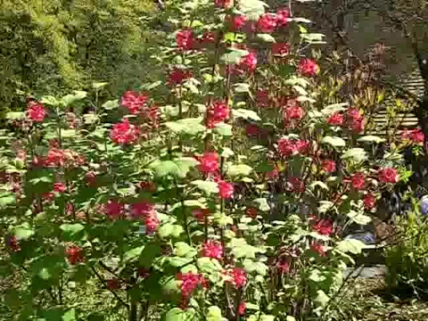 Multnomah Falls in Oregon Stock Footage 380843