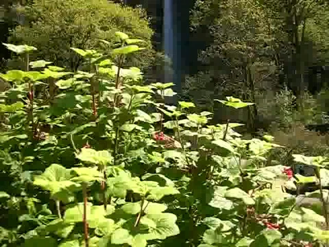 Multnomah Falls in Oregon Stock Footage 380845
