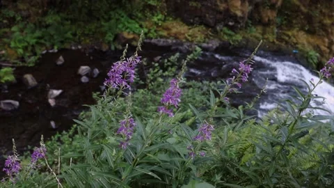 MultnomahFalls 4 Video stock 288252628