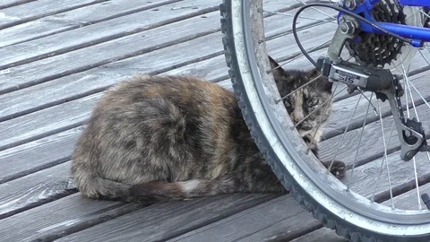 Multycolour Cat 動画素材 77972092