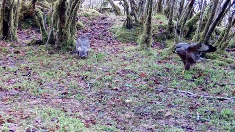 Mum and Dad Buzzards mating while youngster squawks for food Stock Footage 246445989