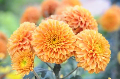 Mum daisy Stock Photos