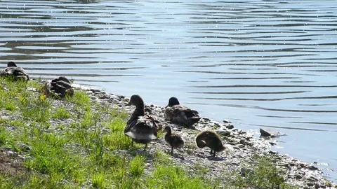 Mum duck with 2 ducklings Stock-Footage 78074830