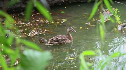 Mum duck looking out for danger Stock-Footage 279538604