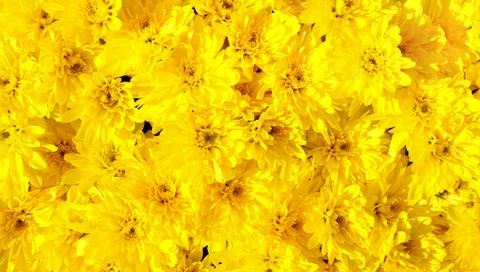 Mum flower Stock Photos