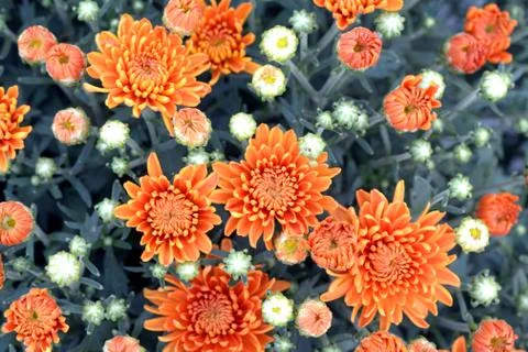 Mum flowers Stock Photos