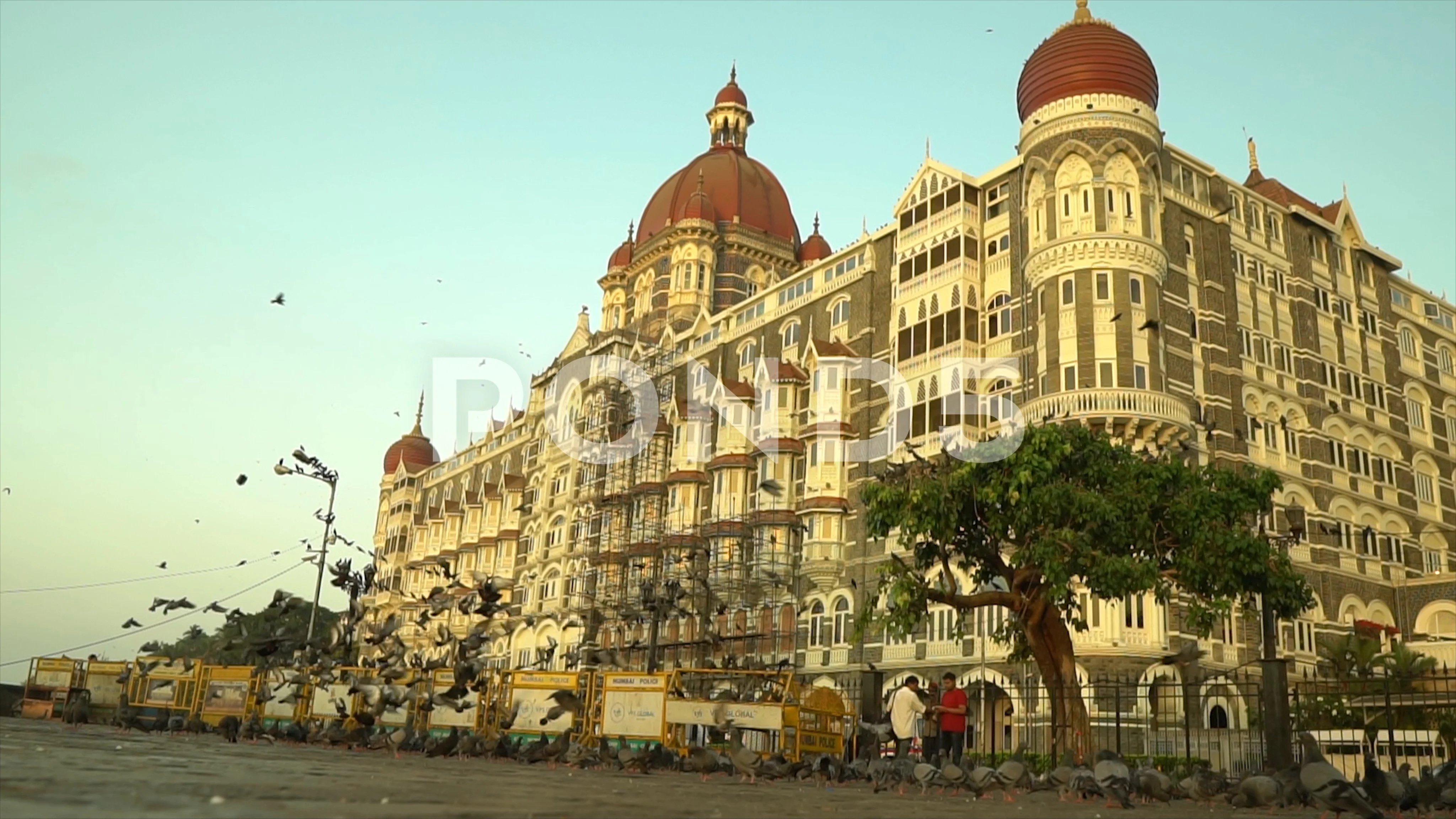mumbai taj hotel pigeon flying | Stock Video | Pond5