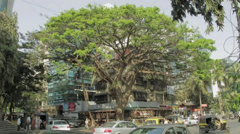 Mumbai Tree Time Laspe Stock Footage 35668949