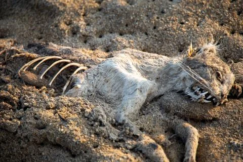 Mummified corpse of a cat Stock Photos