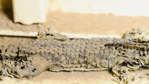 Mummified Gecko Lizard Covered in Dust and Sand Resting on an Indoor Windowsill Stock Footage 336902086