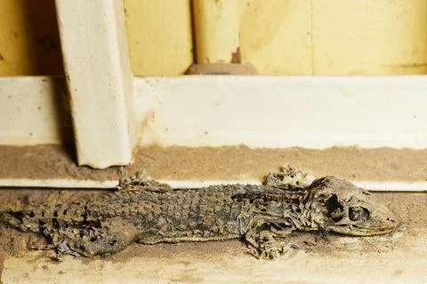Mummified Gecko Lizard Covered in Dust and Sand Resting on an Indoor Windowsill Stock Photos