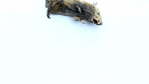 Mummified rat  by nature on background Stock Footage 226959305