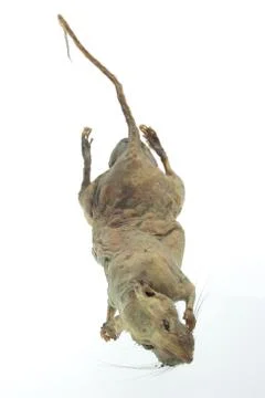 Mummified rat Stock Photos