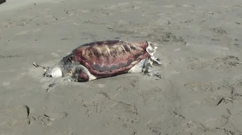 Mummified turtle zoom in Stock Footage 20536933
