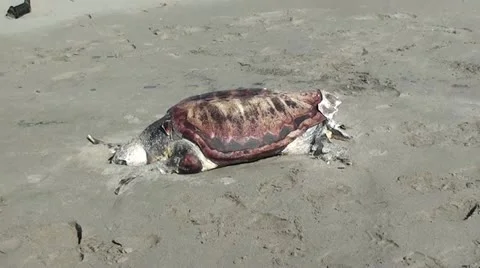 Mummified turtle zoom out Stock Footage 20536940