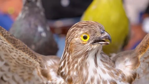 Mummy hawk, closeup of mummified hawk, the king of sky, hawk the bird of prey, Stock Footage 342765141