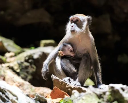 Mummy monkey with a child 스톡 사진