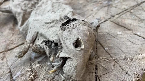 The mummy of a rat. Video stock 242027600