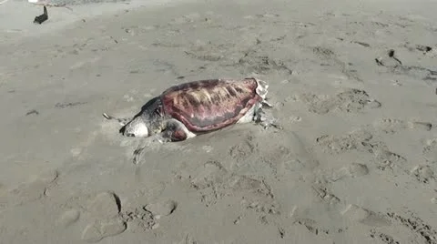 Mummy of turtle on sand Stock Footage 20536951