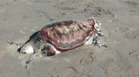 Mummy of turtle zoom in Stock Footage 20536972