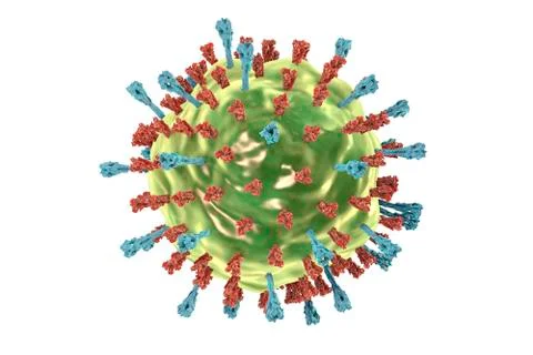Mumps virus structure Stock Illustration