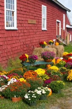 Mums and Pumpkins Stock Photos