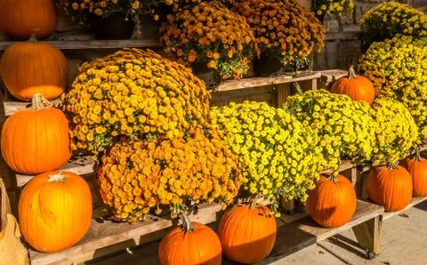 Mums displayed in front of a store Stock Photos
