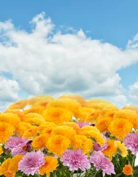 Mums flowers Stock-Fotos