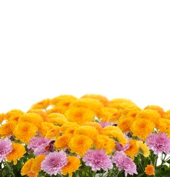 Mums flowers Stock Photos