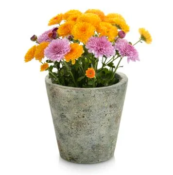 Mums flowers Stock Photos