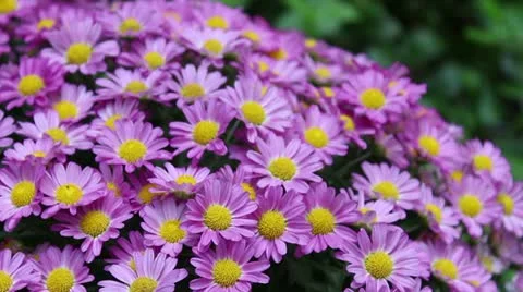 Mums Stock Footage 12125289