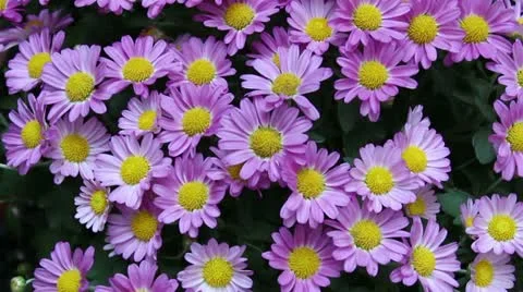 Mums Stock Footage 12125463