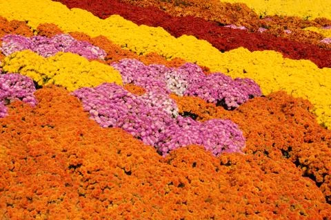 Mums Multi-Colored Stock Photos