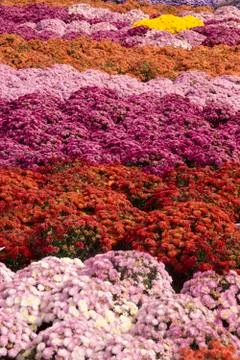 Mums Multi-colored Portrait Stock Photos