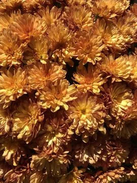 Mums orange Stock Photos
