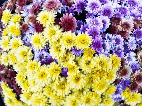 Mums Plant Cluster Stock Photos