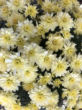 Mums yellow Stock Photos