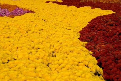 Mums Yellow River Stock Photos
